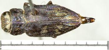Media type: image;   Entomology 2690 Aspect: habitus dorsal view